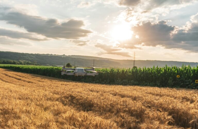 Wheat field and corn crop land, concept of using drones in agriculture