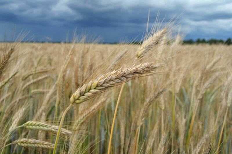 Wheat field on July before harvesting. Agricultural landscape with wheat field and storm