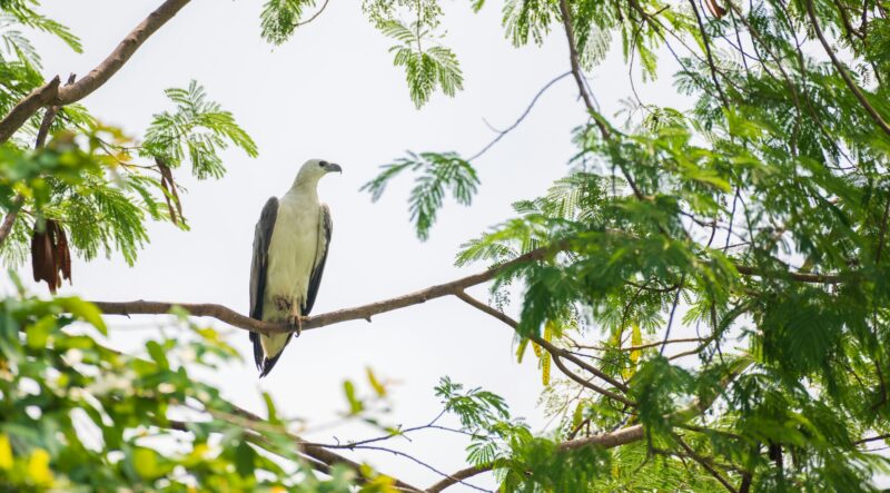 White-breasted sea eagle perch on a tree branch near the Kumbichchan Kulama tank.
