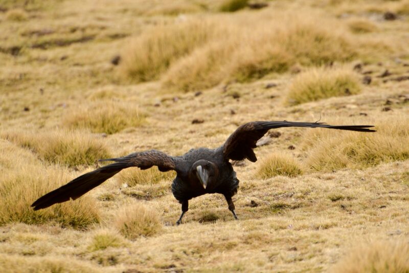 White-necked raven in a grassy field, its wings spread wide in a powerful display. Ethiopia.