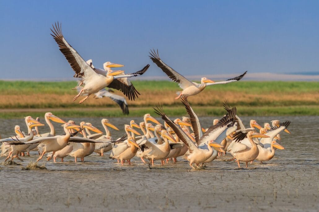 white pelicans (pelecanus onocrotalus)