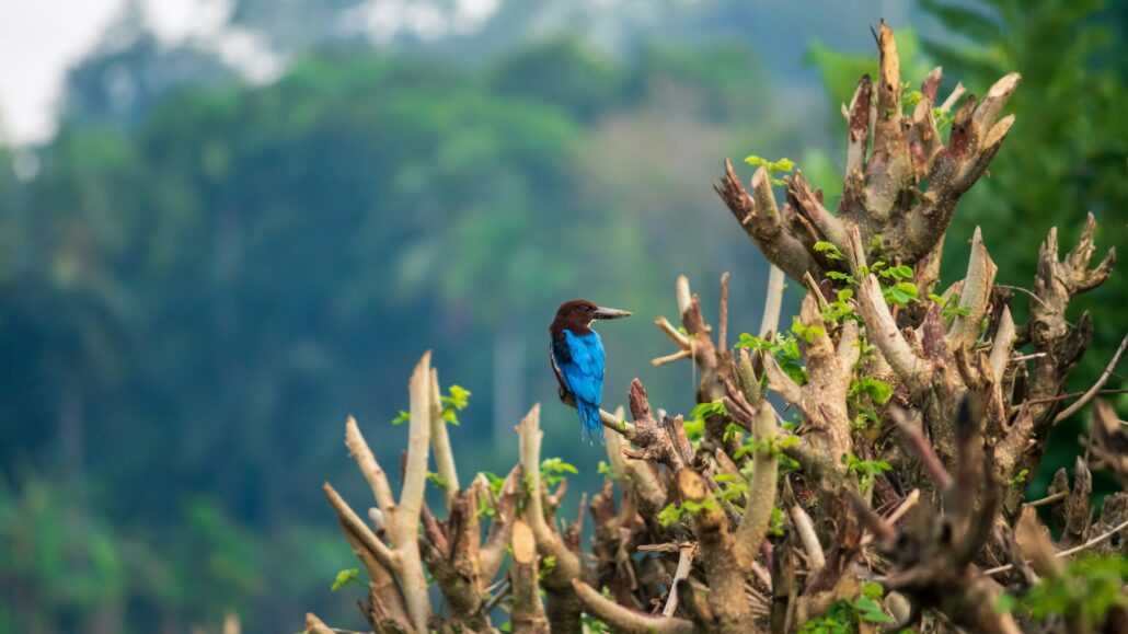 A Birdwatcher's Paradise