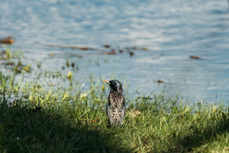 Wild Bird Common Starling Near Water In Spring Day. Sturnus Vulgaris In Natural Habitat. Wildlife