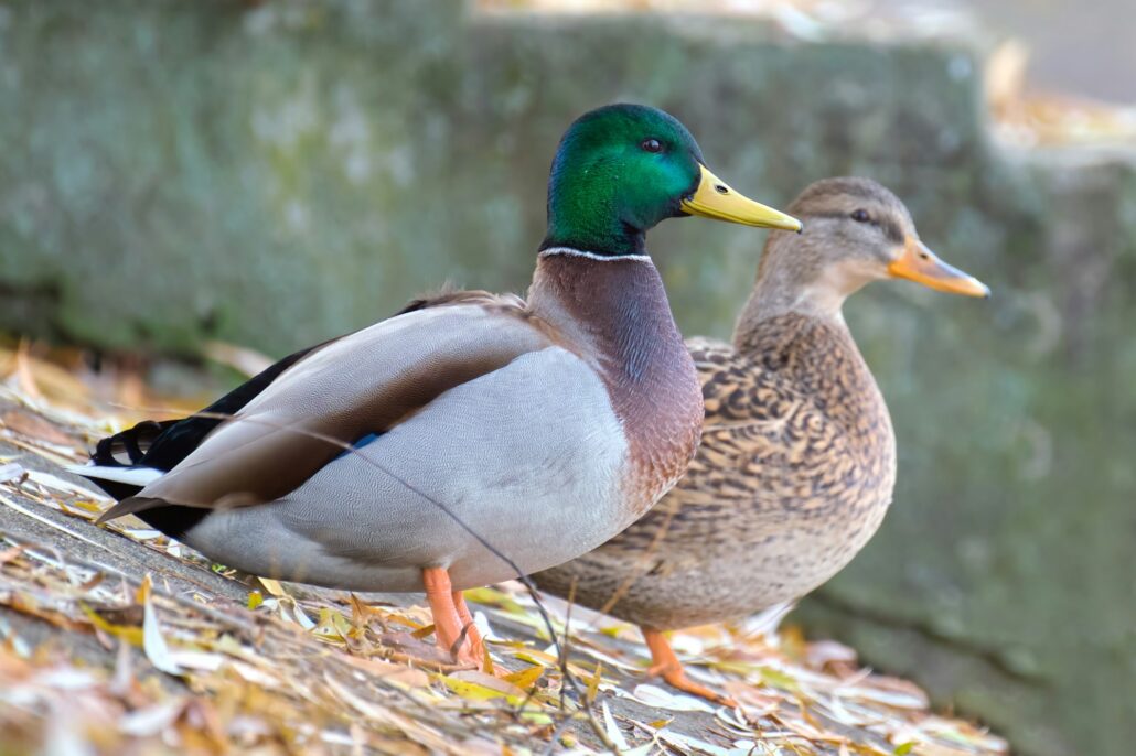 Wild ducks resting on lake shore. Birdwatching concept