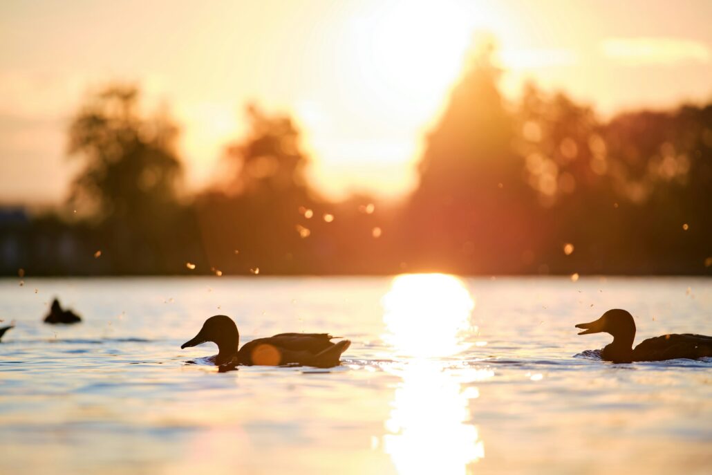 Wild ducks swimming on lake water at bright sunset. Birdwatching concept.