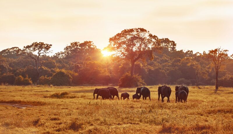 Wild elephants spotted during Safari