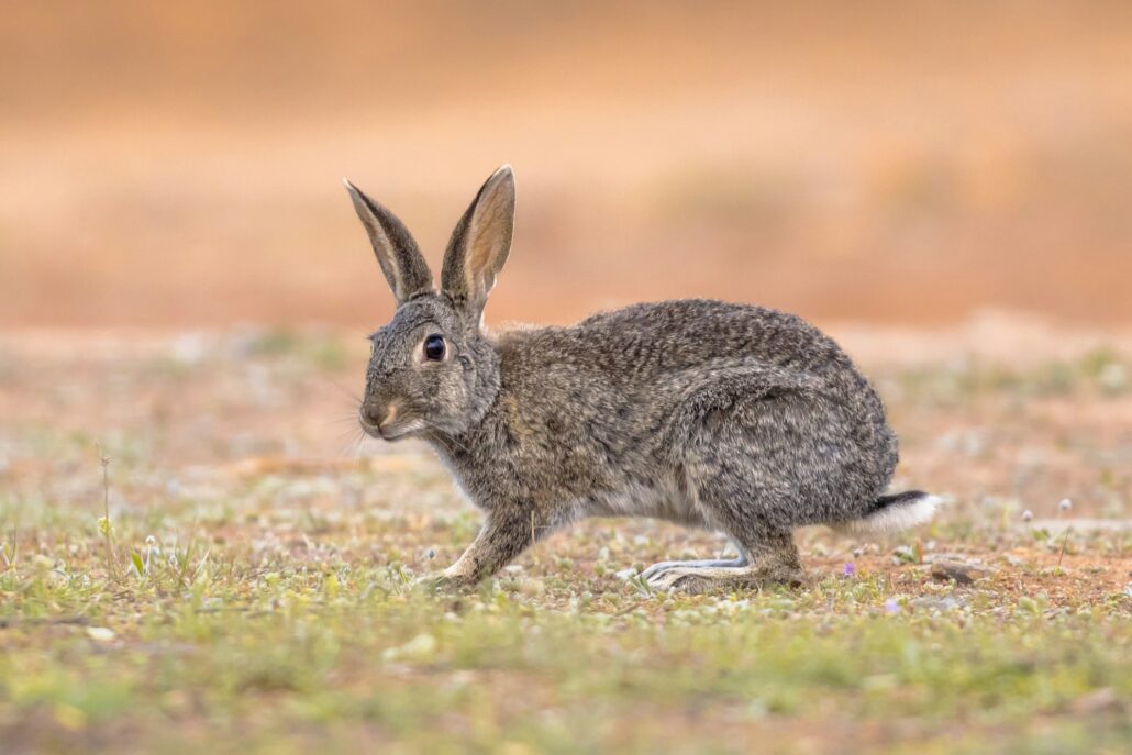 Wild European Rabbit looking at Camera
