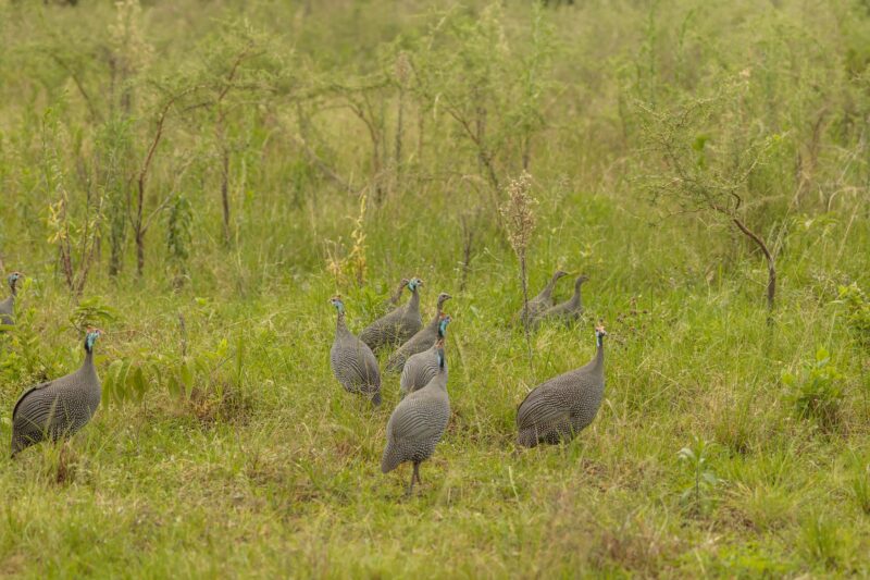 Wild guinea fowl grazing on the grass