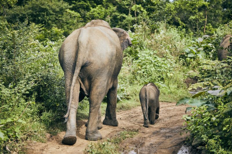 Wildlife elephants in Sri Lanka