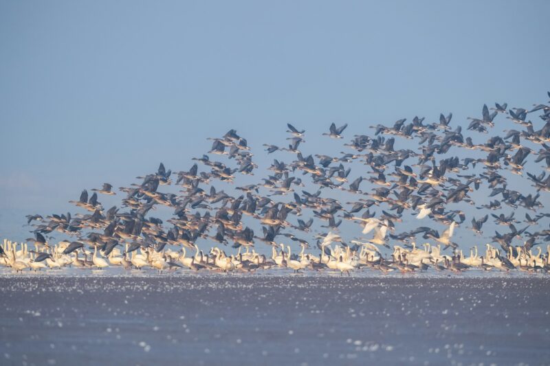 winter migratory bird landscape