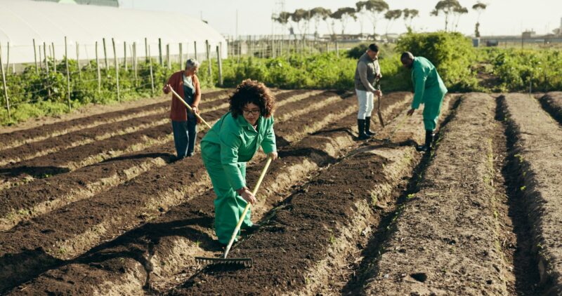 Woman, land and farming to rake fields, healthy food and sustainability in eco friendly agriculture