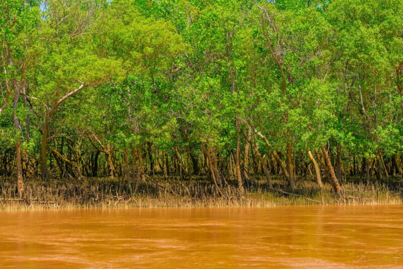 Yellow African river and mangrove forest