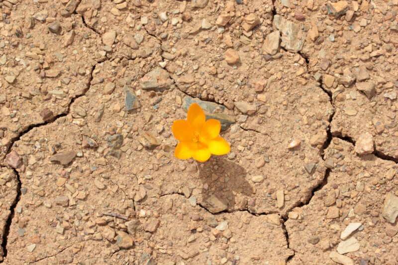 Yellow crocus on cracked soil. Climate change.