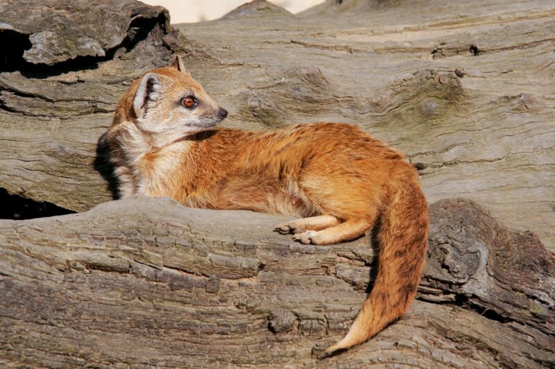 Yellow Mongoose sometimes referred to as the Red Meerkat