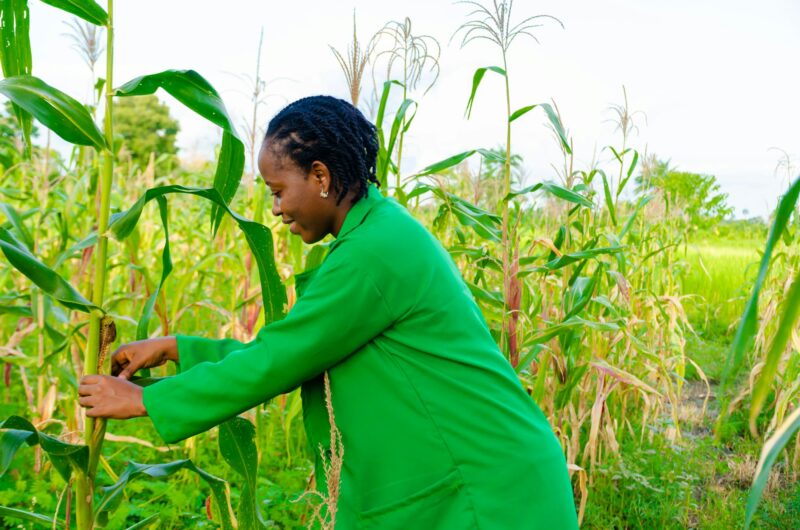 Young African woman in the cornfield.