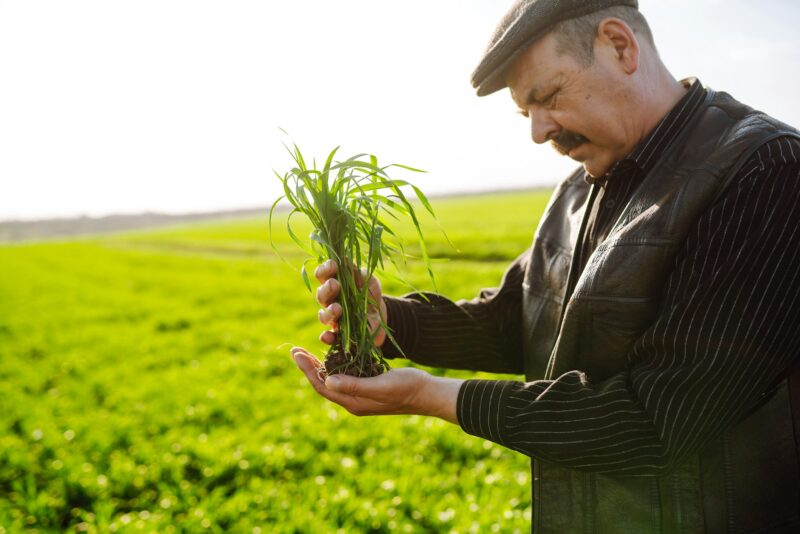 Young green wheat sprout in the hands of a farmer. Agriculture, gardening or ecology concept.