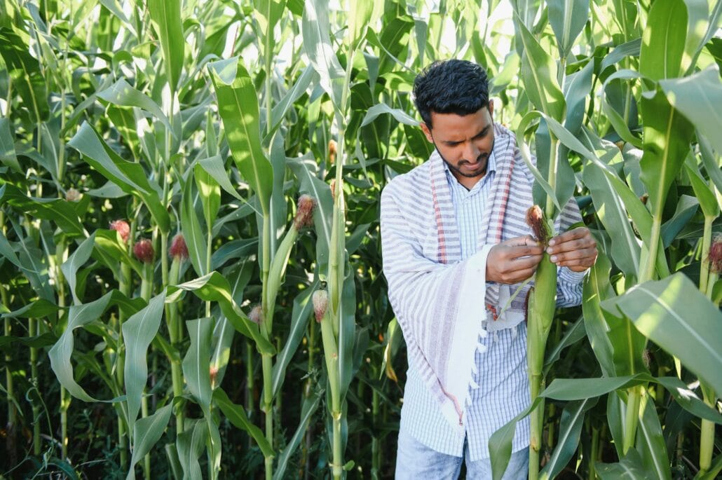young indian farmer at corn field.