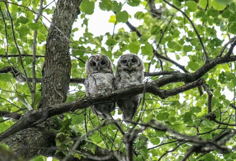 Young owls in the forest on a tree