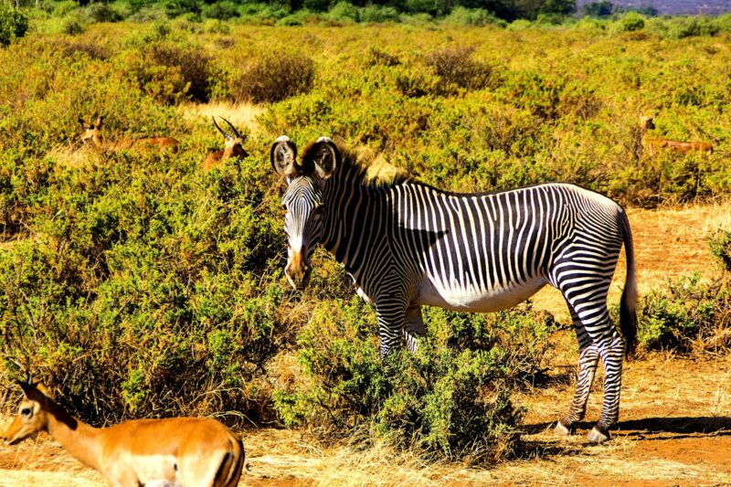 zebra in the savanna, africa, african, alert, equid, animal