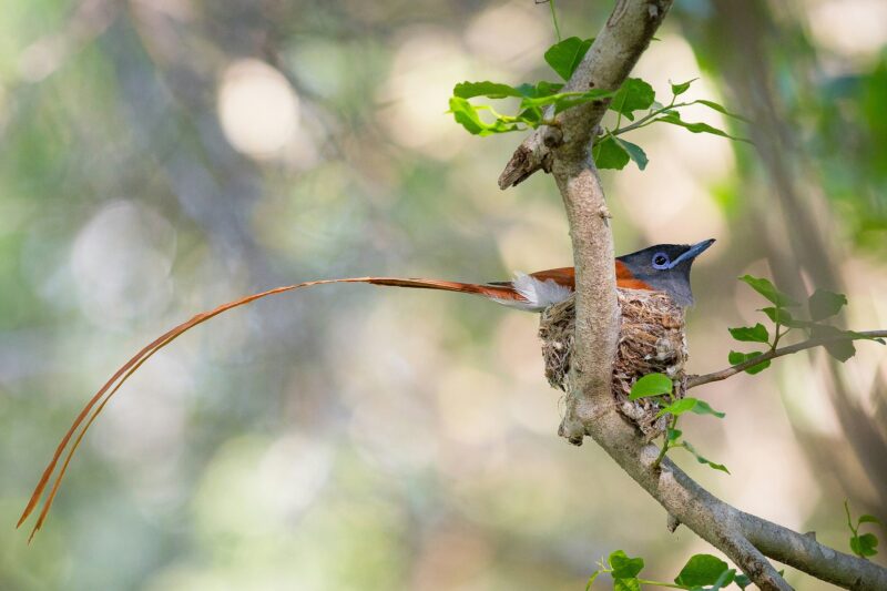 A African paradise flycatcher, Terpsiphone viridis, sits in a nest in a tree, its long tail hangs