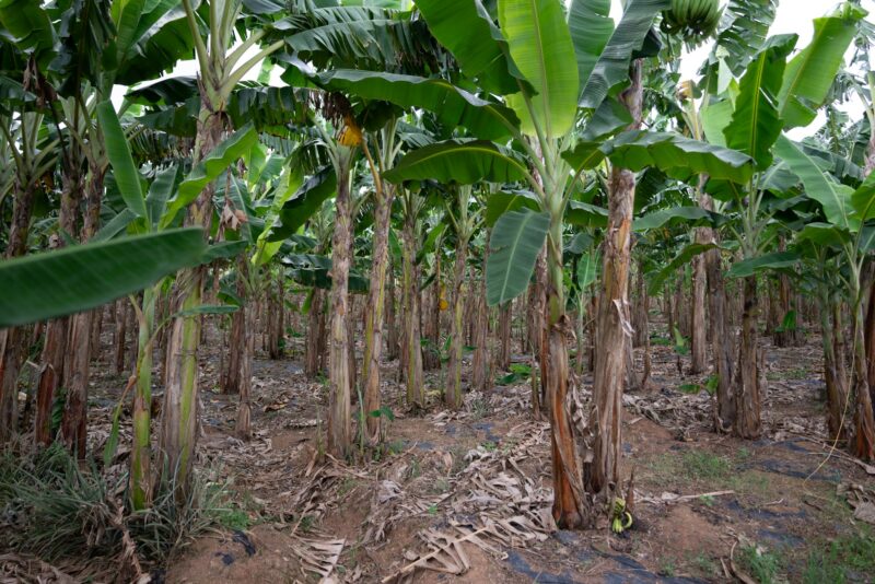 a field with lots of banana trees on it and brown dirt on the ground