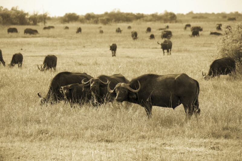 A group of Cape buffalo, Syncerus caffer, at a game reserve.