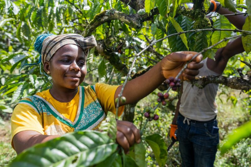 A happy farmer works in the fields with her colleague during the coffee harvest