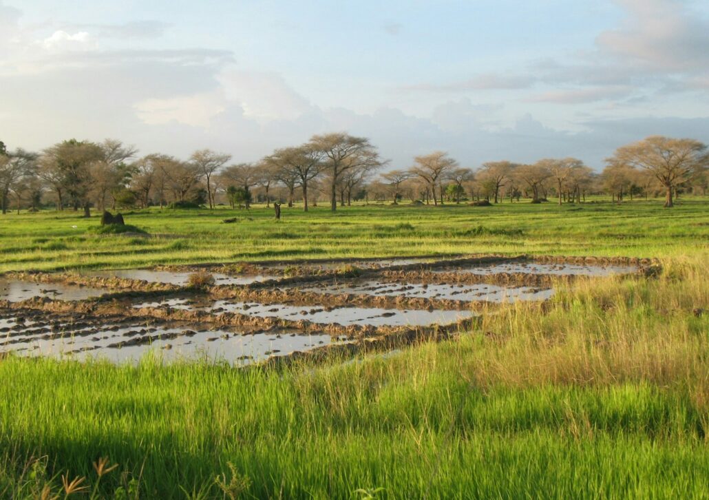 A landscape near of Diouloulou