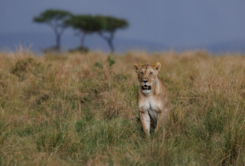 A Lion in the Maasai Mara, Africa