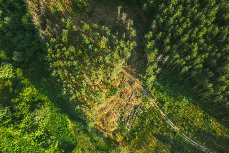 Aerial View Green Forest Deforestation Area Landscape. Top View Of Fallen Pine Woods Trunks And
