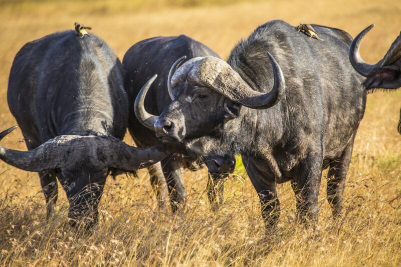 African buffalos next to each other in Masai Mara Safari, Kenya