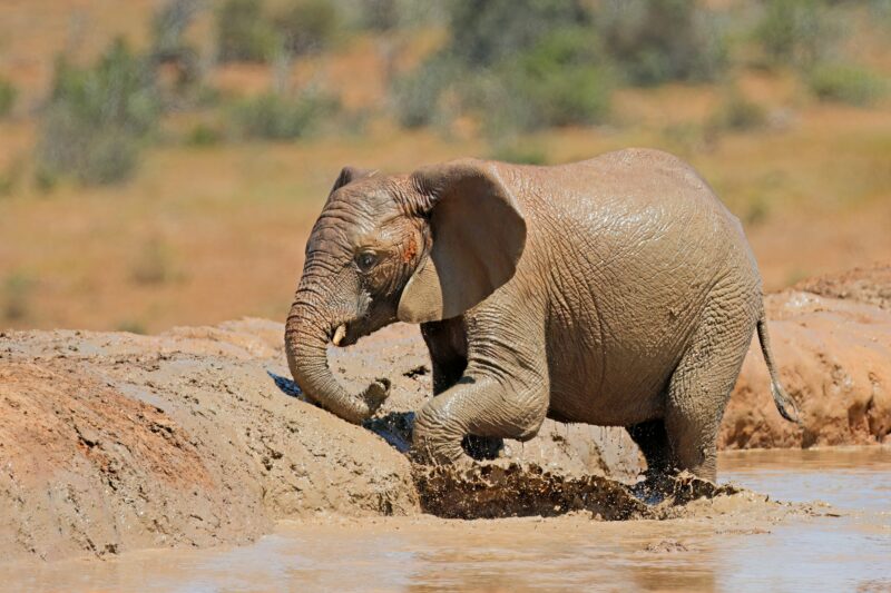 African elephant playing in mud - South Africa