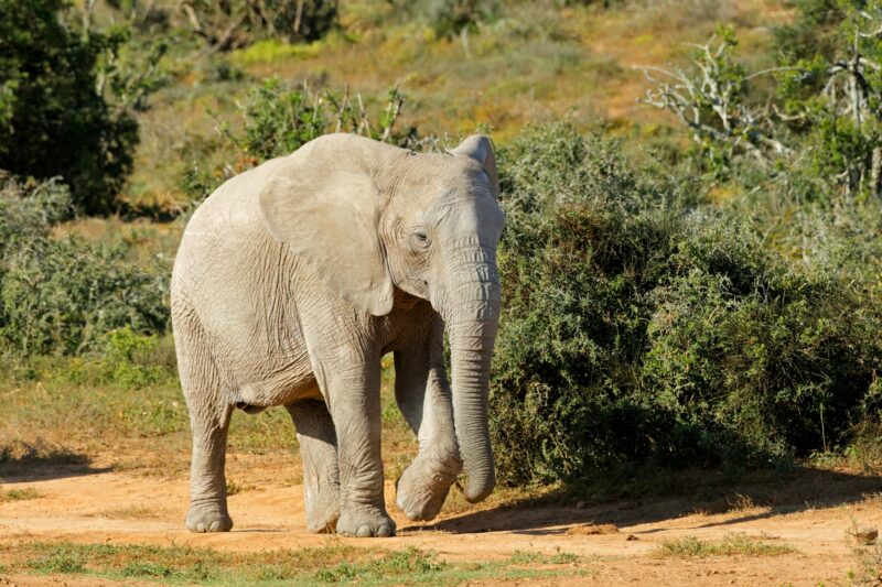 African elephant walking in natural habitat