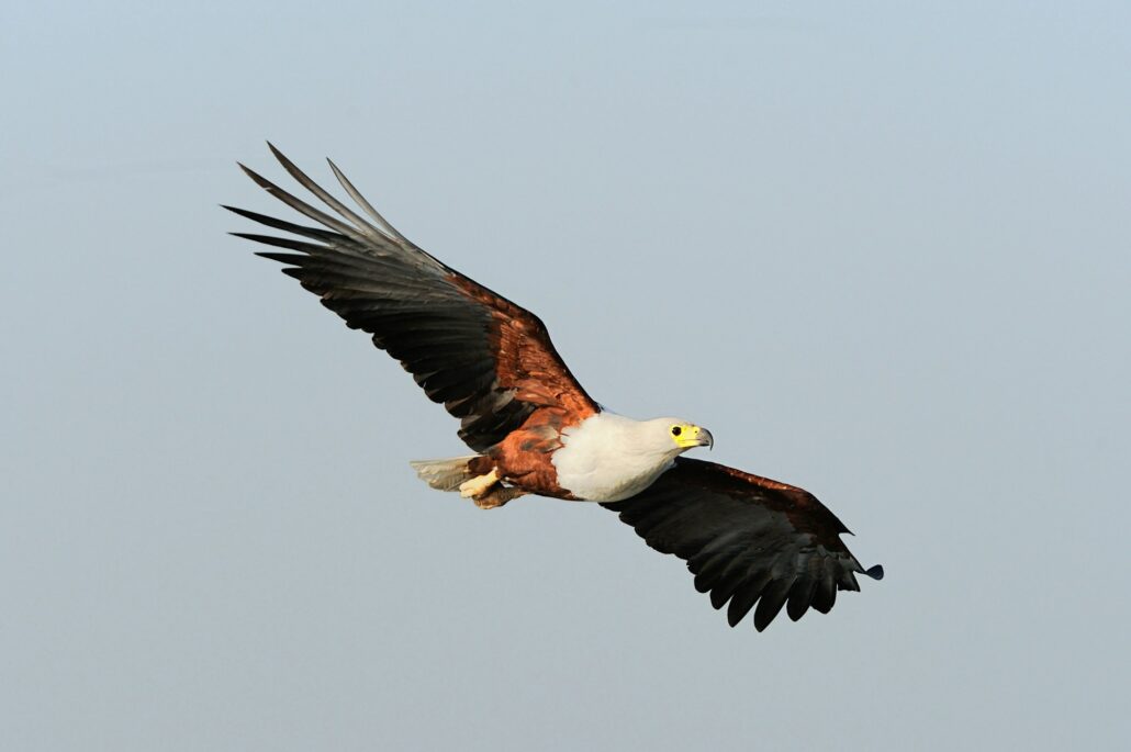 African fish eagle