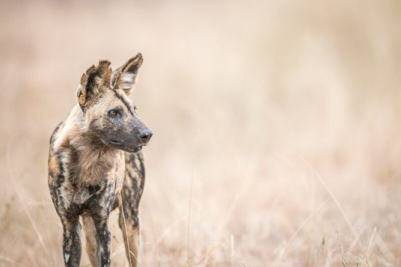 African wild dog starring in the Kruger National Park.