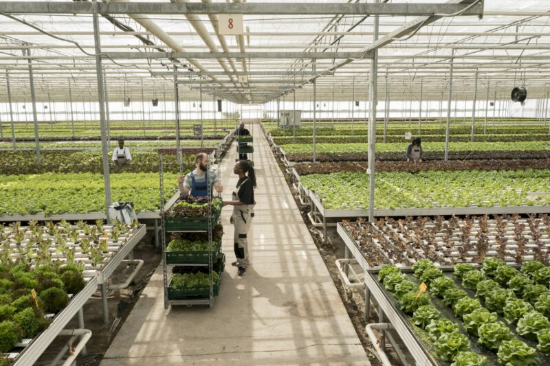 Agricultural greenhouse with leafy crops