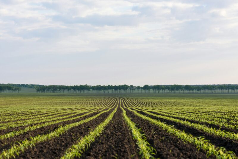 Agricultural land near the village