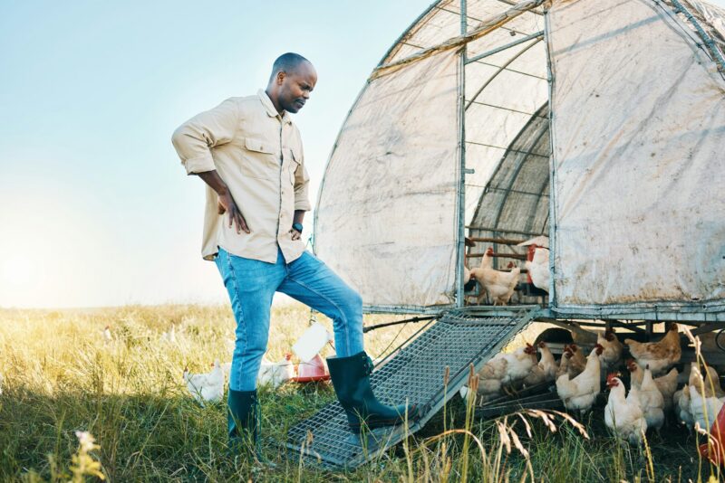 Agriculture, chicken and environment with black man on farm for food, sustainability and eco friend
