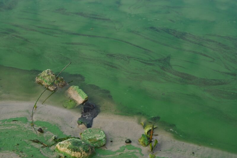 Algal bloom due to pollution and phosphate in water. Bad ecology
