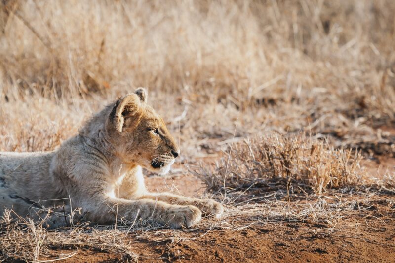 Animals in the wild - lion cub in Kruger National Park, South Africa