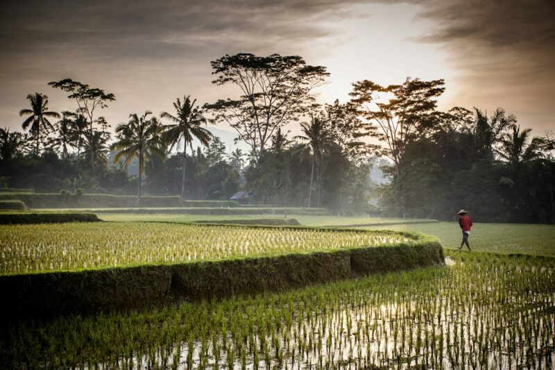 Bali Rice Fields