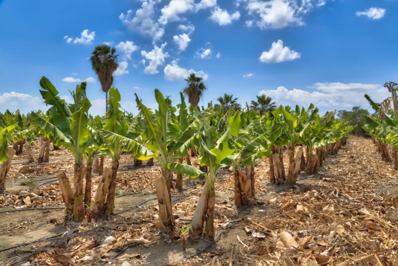 Banana plantation on Cyprus