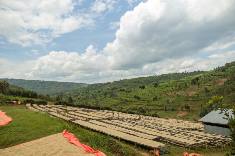 Beautiful view of coffee drying at the farm in Rwanda