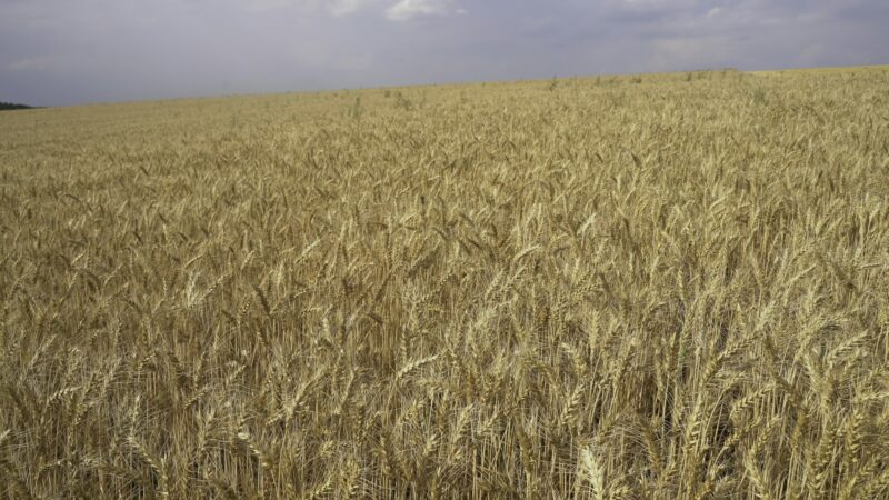 Beautiful view of field of ears. Media. Landscape of wheat ears in summer field. Field of millet