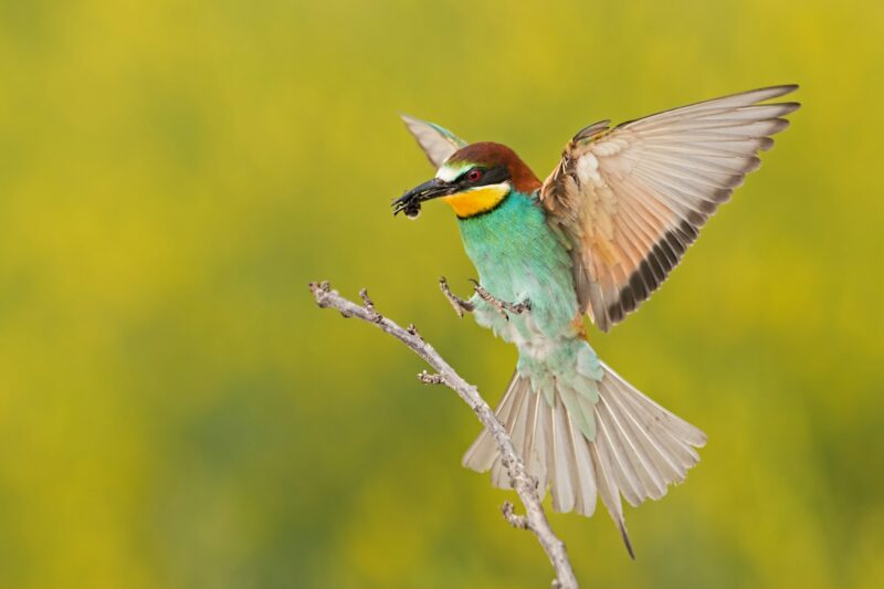 Bee-eater landing on a twig with bee in beak