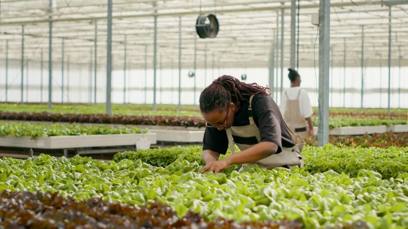 Bio crops farm worker inspecting at green lettuce leaves cultivating organic plants checking for