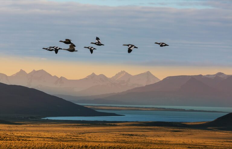 Birds in Patagonia