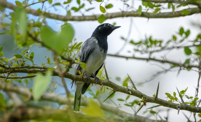 Black-headed Cuckooshrike male bird resting in the shade of a thorny shrub tree.