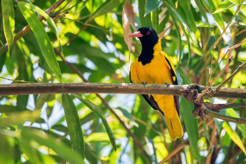 Black hooded oriole or Oriolus xanthornus perching on a branch