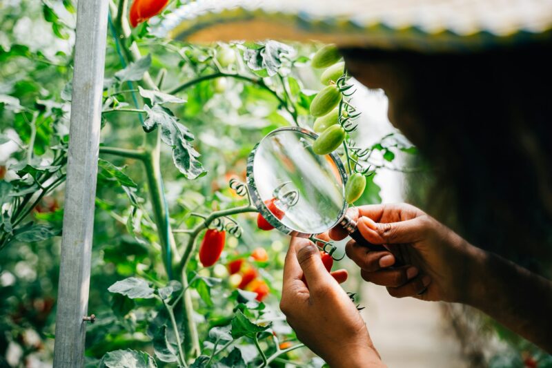 Botanist with a magnifying glass meticulously inspects a tomato plant for lice in herbology research